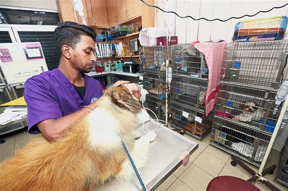 You are currently viewing Animal doctors needed